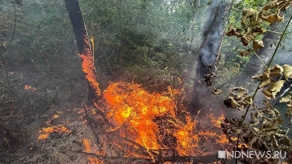 На Ямале введен режим чрезвычайной ситуации в лесах