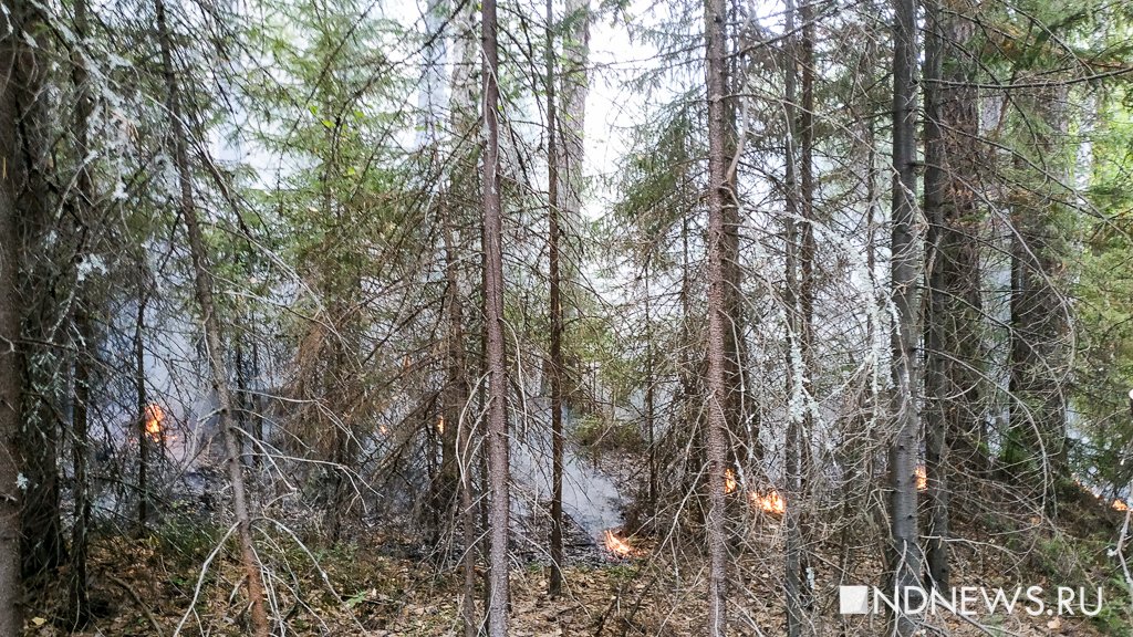 На Ямале действуют 37 природных пожаров