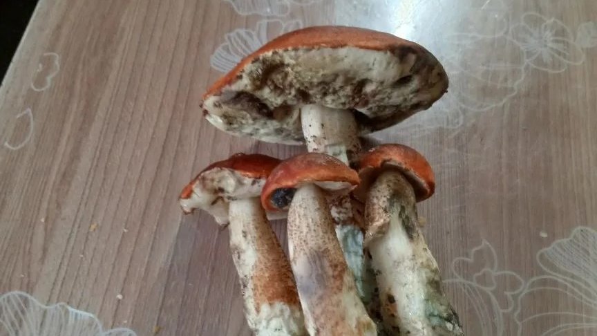 Лето обещает быть грибным
